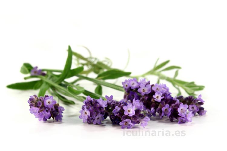 flor de lavanda | Innova Culinaria