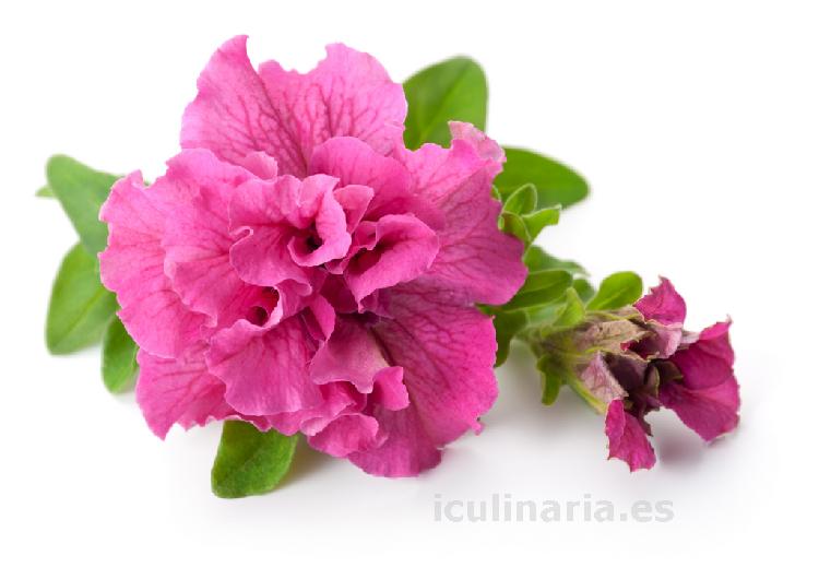 flor de petunia queen | Innova Culinaria
