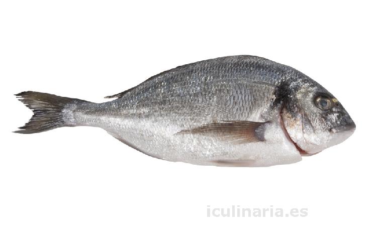 dorada de acuicultura | Innova Culinaria