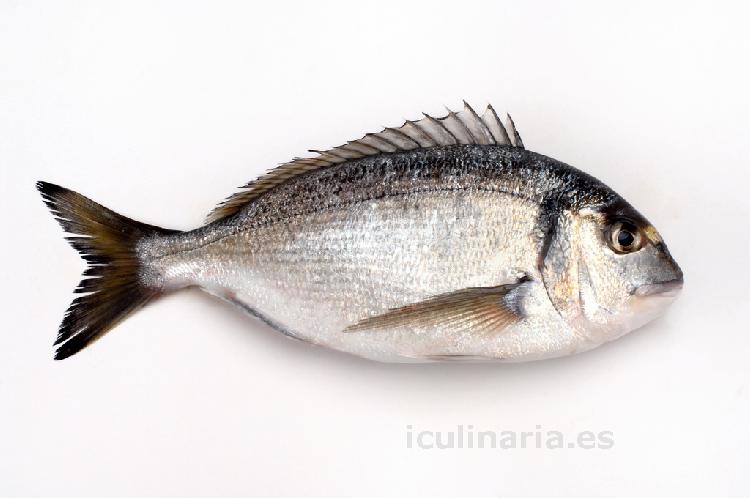 dorada | Innova Culinaria