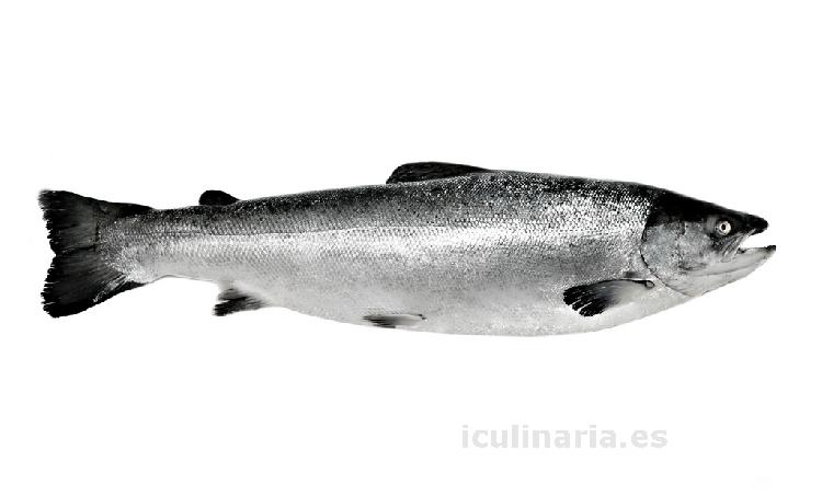 salmón | Innova Culinaria