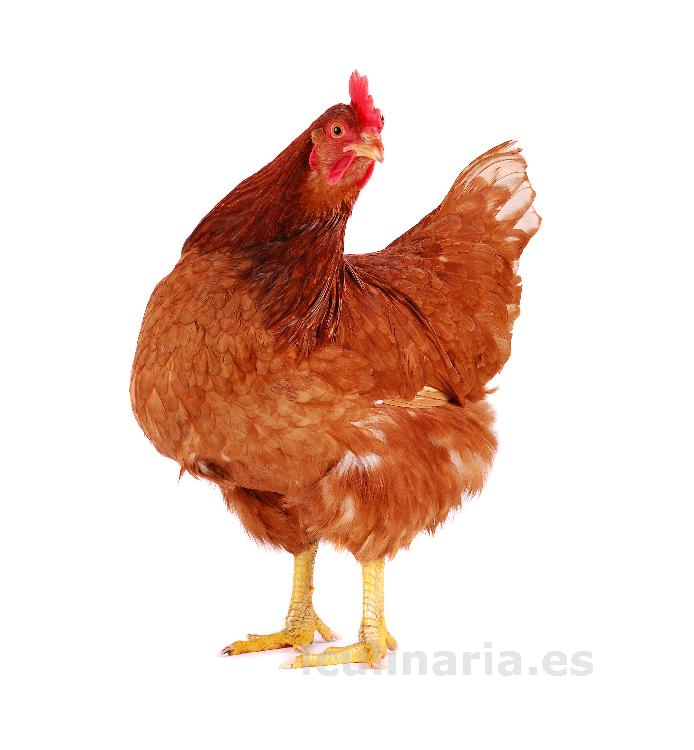 gallina | Innova Culinaria