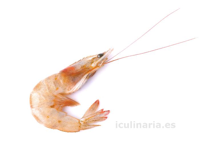 gamba blanca | Innova Culinaria