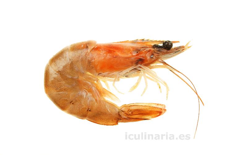 langostino | Innova Culinaria