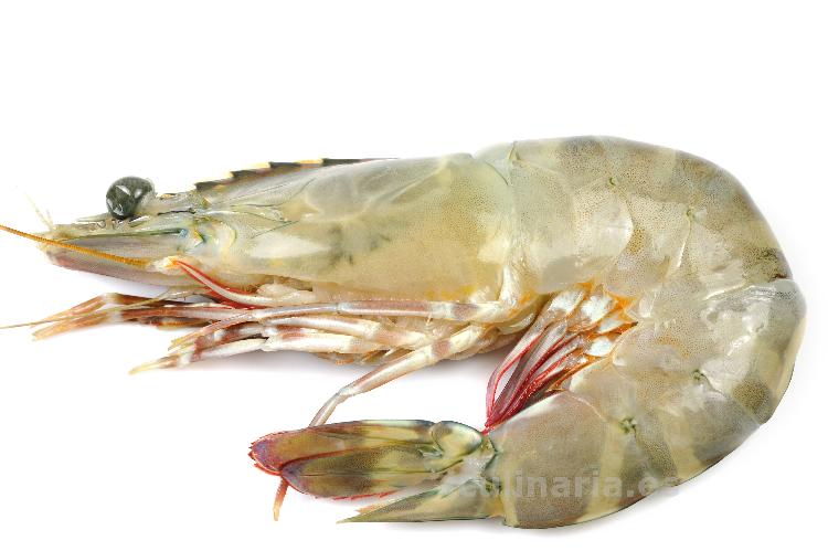 langostino | Innova Culinaria