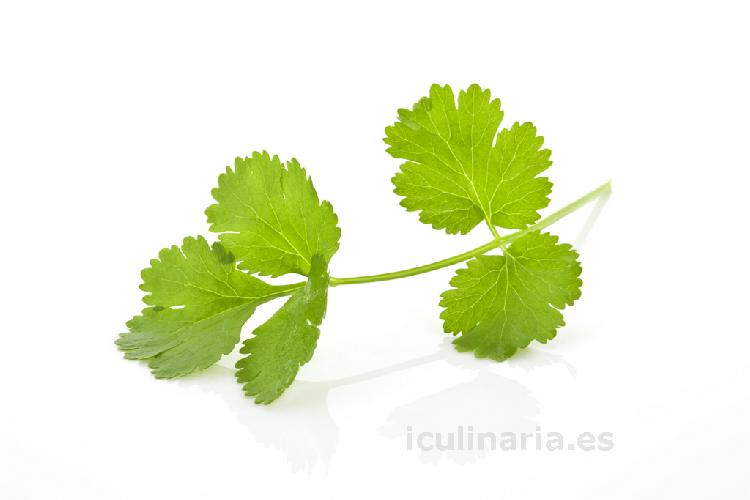 cilantro | Innova Culinaria