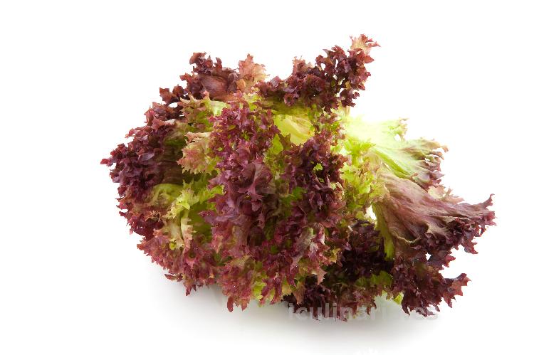 lechuga | Innova Culinaria