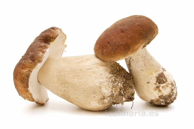 hongo boletus edulis | Innova Culinaria