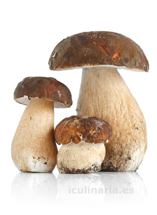 hongo boletus edulis | Innova Culinaria