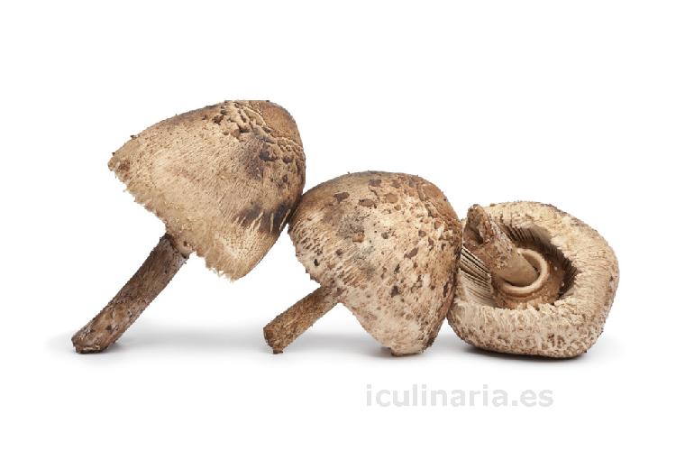 seta parasol | Innova Culinaria