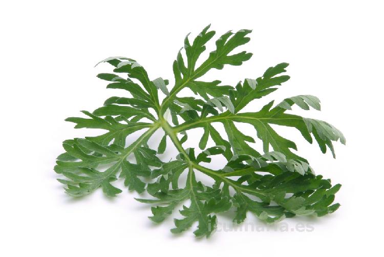 artemisia | Innova Culinaria