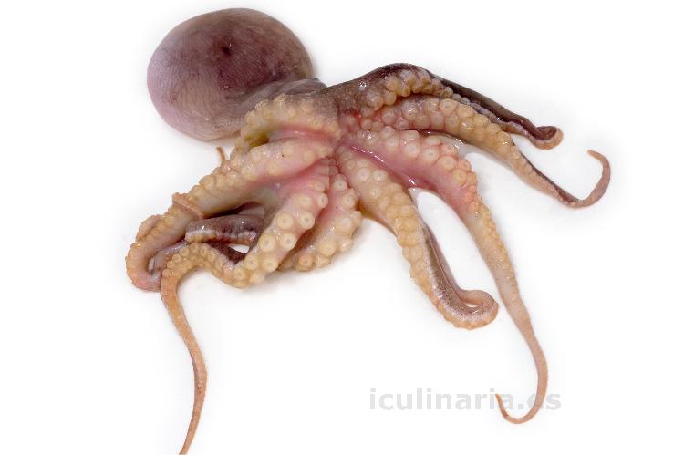 pulpo | Innova Culinaria