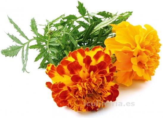flor de taget sun | Innova Culinaria
