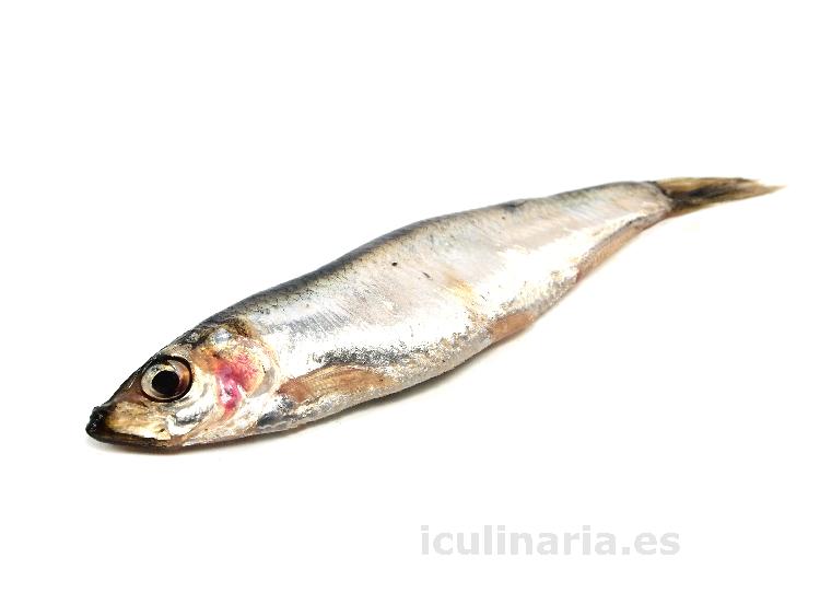 sardina | Innova Culinaria