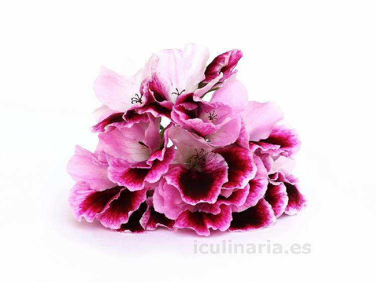 flor de geranio | Innova Culinaria