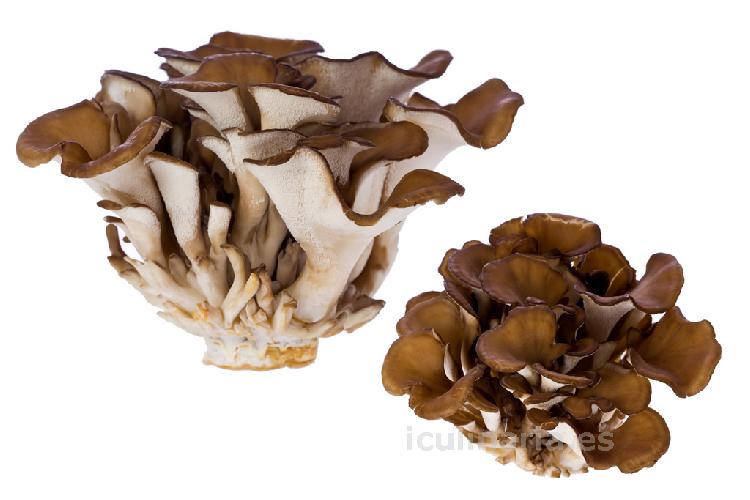 seta maitake | Innova Culinaria