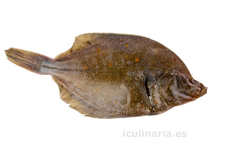 solla | Innova Culinaria