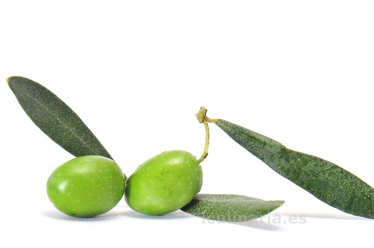 aceituna verde | Innova Culinaria