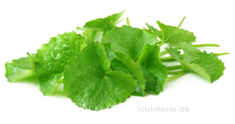 centella asiatica | Innova Culinaria