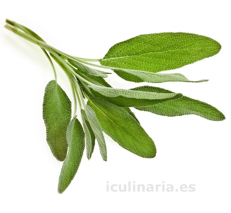 salvia | Innova Culinaria