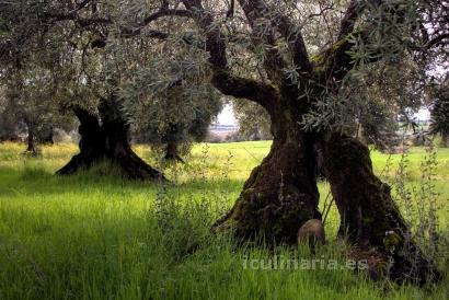 Andalucía, España | Innova Culinaria