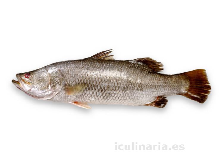 barramundi | Innova Culinaria