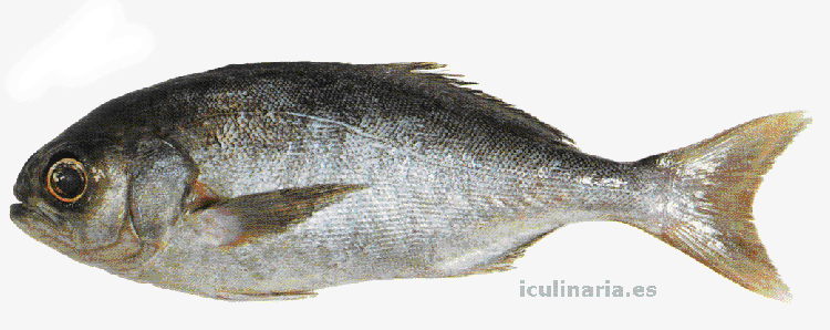 trevalla | Innova Culinaria