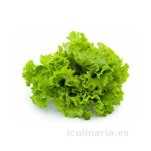 lechuga | Innova Culinaria