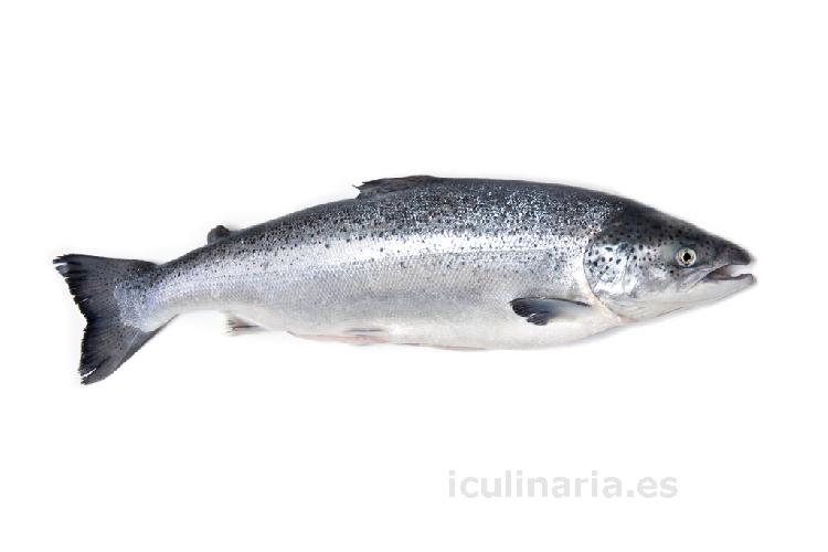 salmón común | Innova Culinaria