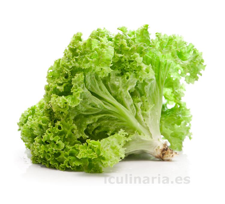 lechuga | Innova Culinaria