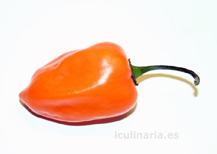 chile habanero | Innova Culinaria