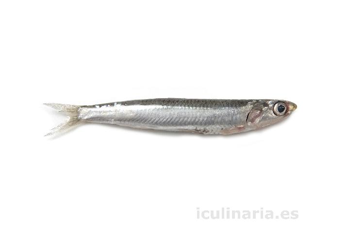 anchoa | Innova Culinaria