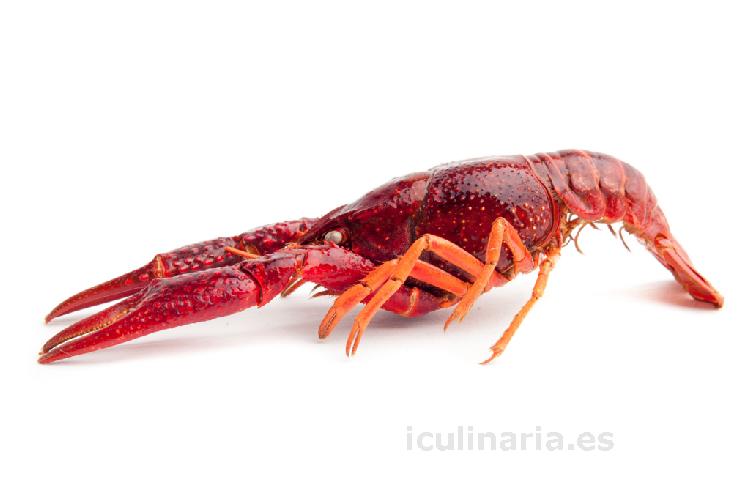 cangrejo de río | Innova Culinaria