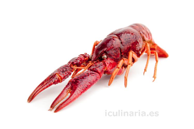 cangrejo de río | Innova Culinaria