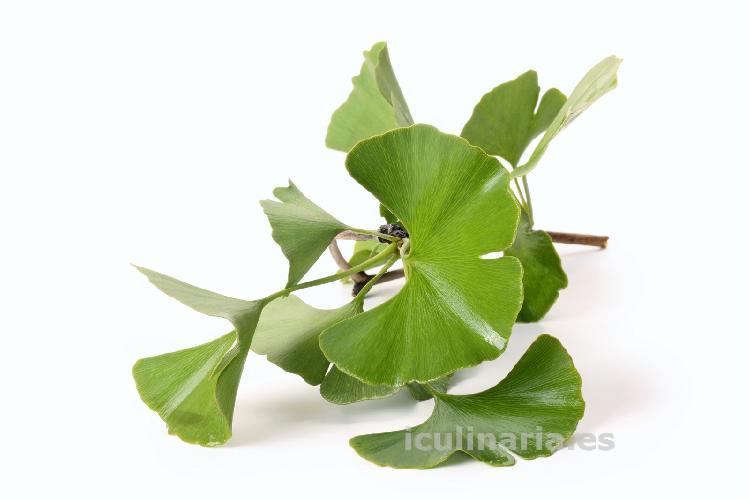 ginko biloba | Innova Culinaria