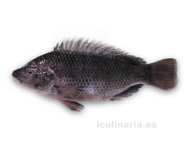 tilapia | Innova Culinaria