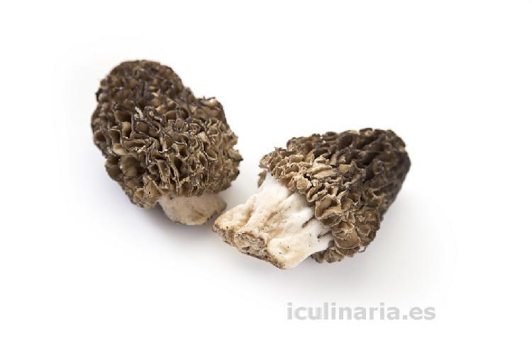 seta colmenilla | Innova Culinaria