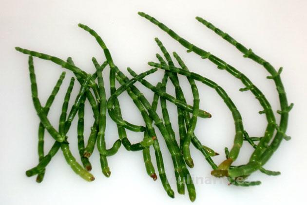 salicornia | Innova Culinaria