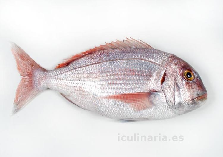 pargo | Innova Culinaria