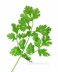 hojas de cilantro | Innova Culinaria