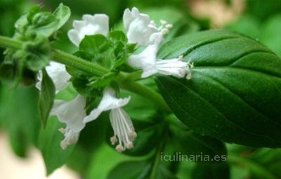 flor de albahaca | Innova Culinaria