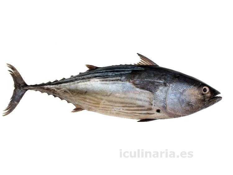 bonito | Innova Culinaria