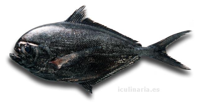 palometa negra | Innova Culinaria