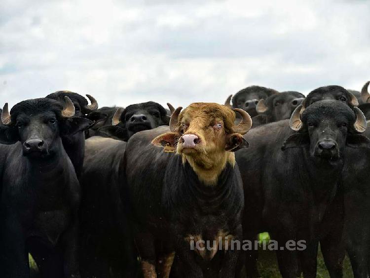 Carne de búfalo | Innova Culinaria