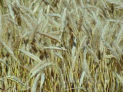 Triticale | Innova Culinaria