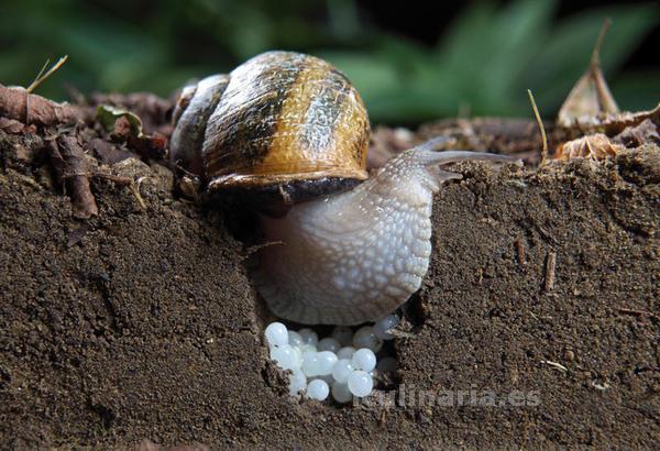 Huevas de caracol | Innova Culinaria