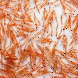 aceite | Innova Culinaria