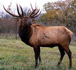 Wapiti | Innova Culinaria
