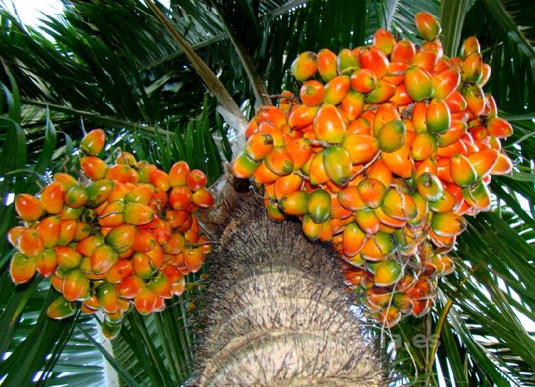 Pejibaye | Innova Culinaria