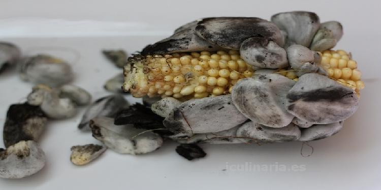 Huitlacoche | Innova Culinaria